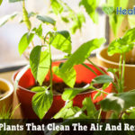 Best Indoor Plants that Clean The Air and Remove Toxins